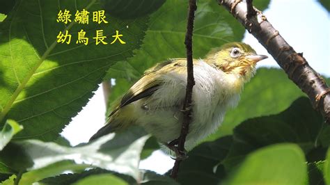 綠繡眼幼鳥一直叫|綠繡眼守護島